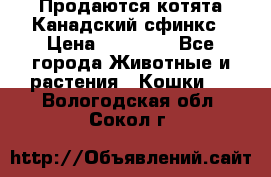 Продаются котята Канадский сфинкс › Цена ­ 15 000 - Все города Животные и растения » Кошки   . Вологодская обл.,Сокол г.